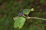 Mapleleaf viburnum